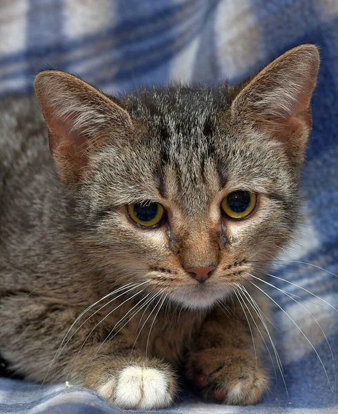 Cute Frightened Tabby Kitten Blue Background — Stock Photo, Image