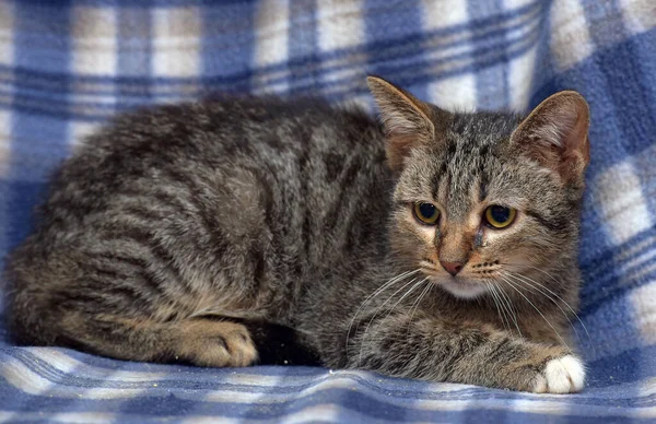 Niedliches Verängstigtes Tabby Kätzchen Auf Blauem Hintergrund — Stockfoto