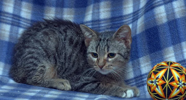 Cute Frightened Tabby Kitten Blue Background — Stock Photo, Image