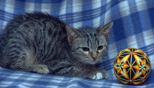 Słodkie Przestraszony Kotek Tabby Niebieskim Tle — Zdjęcie stockowe