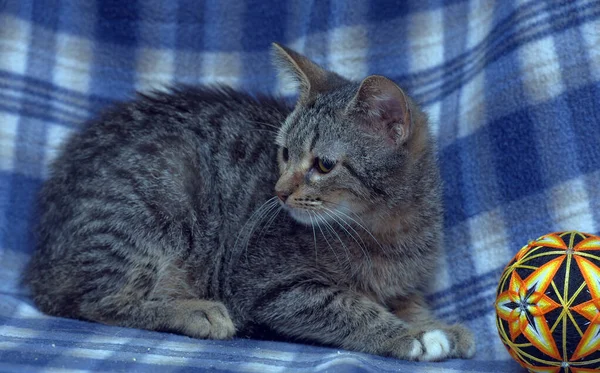 Słodkie Przestraszony Kotek Tabby Niebieskim Tle — Zdjęcie stockowe
