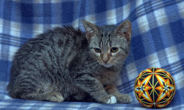 Lindo Asustado Tabby Gatito Fondo Azul —  Fotos de Stock