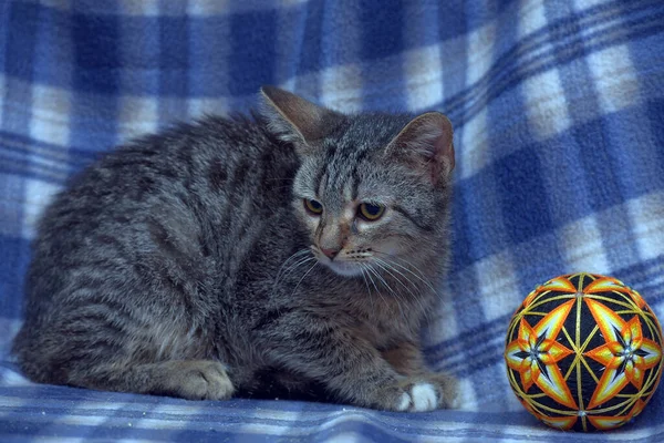 Lindo Asustado Tabby Gatito Fondo Azul —  Fotos de Stock