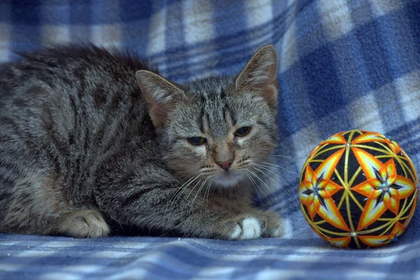 Lindo Asustado Tabby Gatito Fondo Azul —  Fotos de Stock