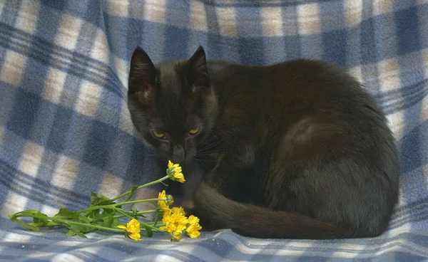 蓝色背景上有黄色眼睛的年轻黑猫 — 图库照片