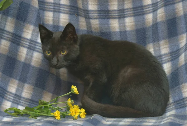 Fiatal Fekete Macska Val Sárga Szem Egy Kék Háttér — Stock Fotó