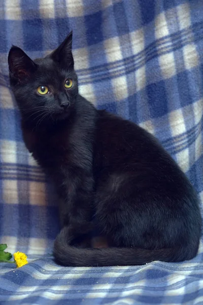 Fiatal Fekete Macska Val Sárga Szem Egy Kék Háttér — Stock Fotó