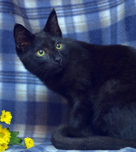 Mladá Černá Kočka Žlutýma Očima Modrém Pozadí — Stock fotografie