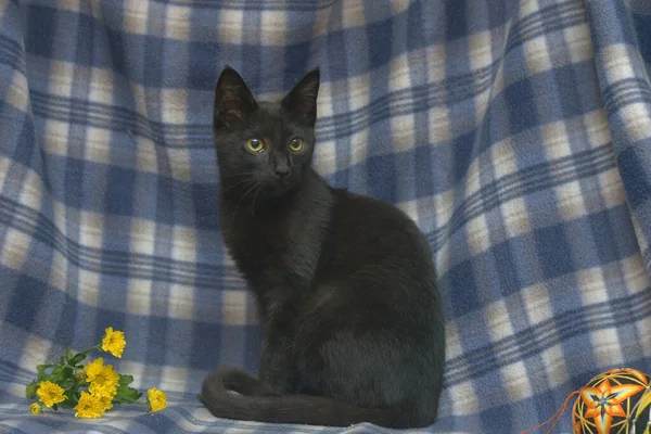 蓝色背景上有黄色眼睛的年轻黑猫 — 图库照片