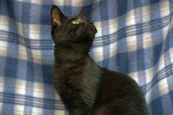 Молодая Черная Кошка Желтыми Глазами Синем Фоне — стоковое фото