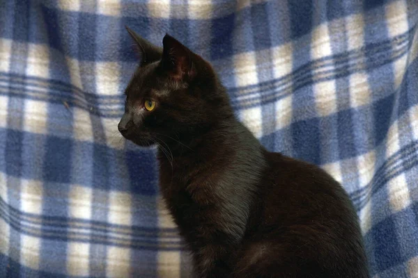 Junge Schwarze Katze Mit Gelben Augen Auf Blauem Hintergrund — Stockfoto