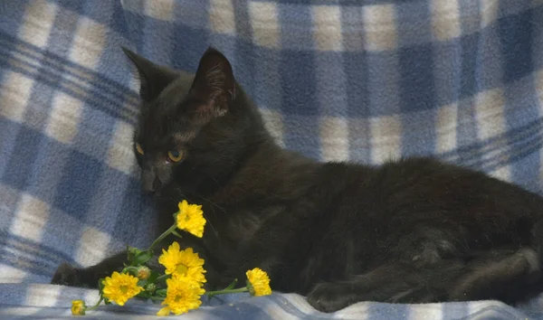 Jonge Zwarte Kat Met Gele Ogen Een Blauwe Achtergrond — Stockfoto