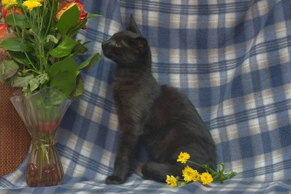 Jovem Gato Preto Com Olhos Amarelos Fundo Azul — Fotografia de Stock