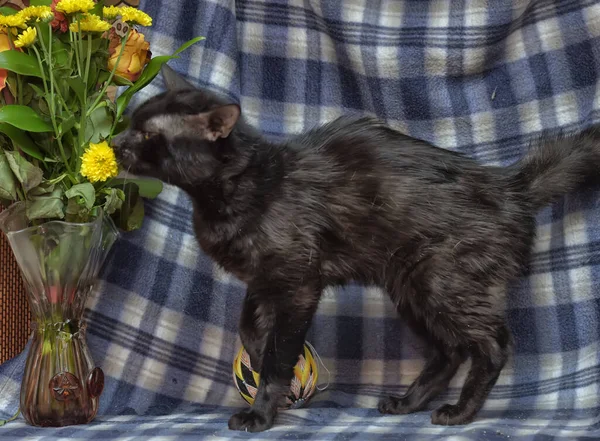 Junge Schwarze Katze Mit Gelben Augen Auf Blauem Hintergrund — Stockfoto