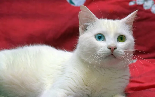 Bonito Branco Olhos Ímpares Gato Fundo Vermelho — Fotografia de Stock