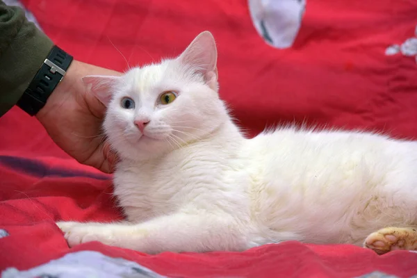 Красивый Белый Нечетноглазый Кот Красном Фоне — стоковое фото