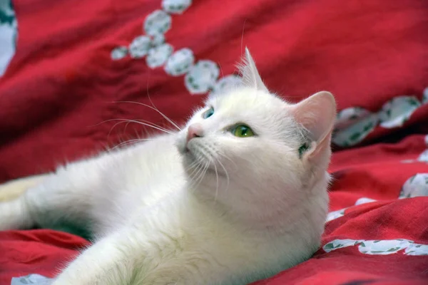 Mooie Witte Kat Met Oneven Ogen Een Rode Achtergrond — Stockfoto