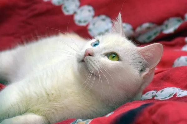 Hermoso Blanco Impar Ojos Gato Sobre Rojo Fondo —  Fotos de Stock