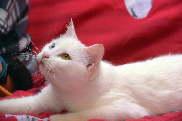 Beautiful White Odd Eyed Cat Red Background — Stock Photo, Image