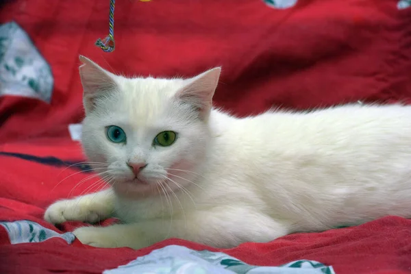 Kırmızı Arka Planda Beyaz Güzel Tuhaf Gözlü Bir Kedi — Stok fotoğraf