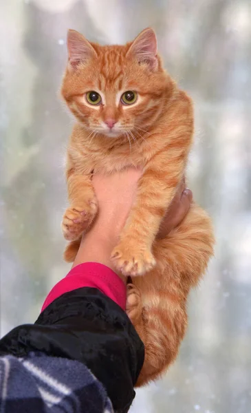 Bonito Bonito Vermelho Pequeno Gatinho Perto — Fotografia de Stock