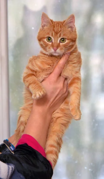 Bonito Bonito Vermelho Pequeno Gatinho Perto — Fotografia de Stock