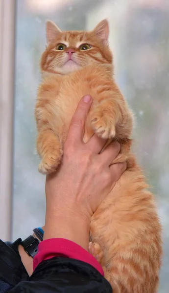 Gyönyörű Aranyos Piros Kicsi Cica Közelről — Stock Fotó