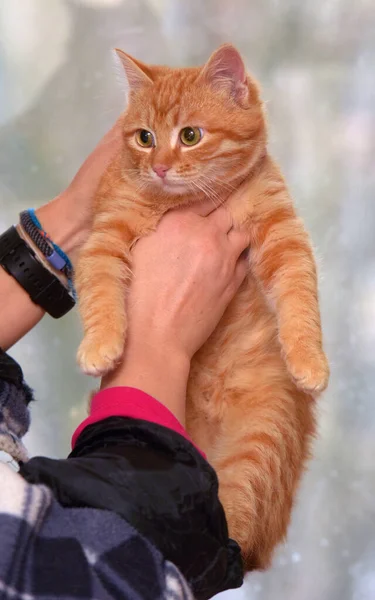 Krásná Roztomilá Červená Malá Kočička Zblízka — Stock fotografie