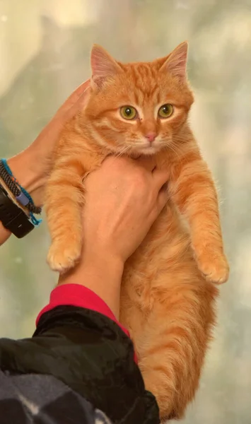 Cantik Lucu Merah Anak Kucing Kecil Dekat — Stok Foto