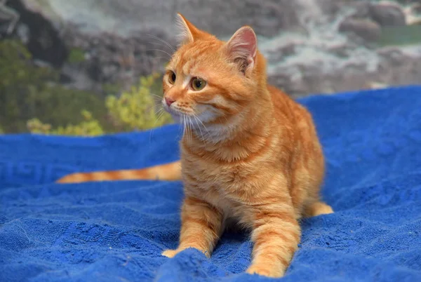 Bonito Bonito Vermelho Pequeno Gatinho Perto — Fotografia de Stock