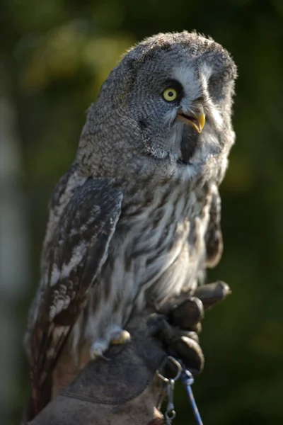 素晴らしい灰色のフクロウは夏に写真を閉じます — ストック写真