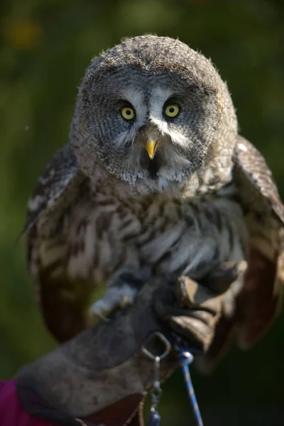 Great Grey Owl Close Photo Summer — Stock Photo, Image