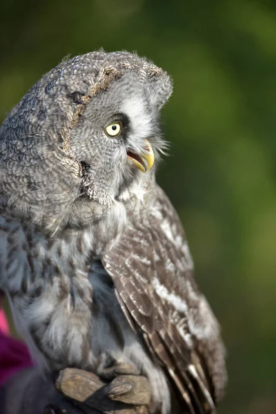 Grote Grijze Uil Close Foto Zomer — Stockfoto