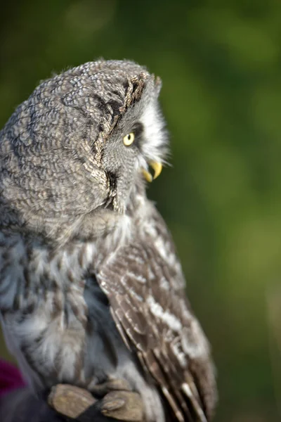 Great Grey Owl Close Photo Summer — Stock Photo, Image