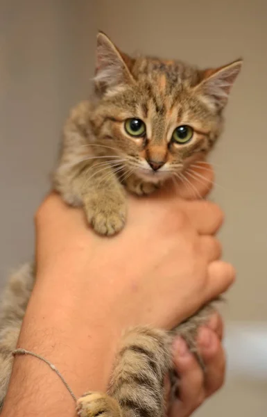 一只可爱的带条纹的棕色小猫手牵着手 — 图库照片