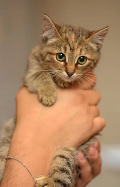 Mignon Chaton Brun Rayé Dans Les Mains Gros Plan — Photo