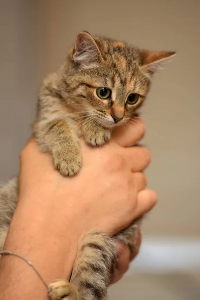 Cute Striped Brown Kitten Hands Close — Stock Photo, Image