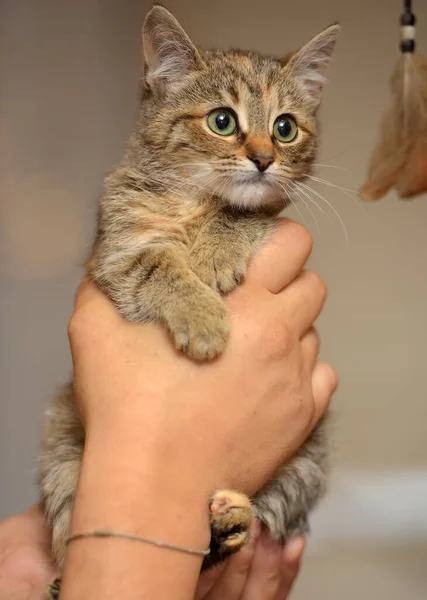 一只可爱的带条纹的棕色小猫手牵着手 — 图库照片