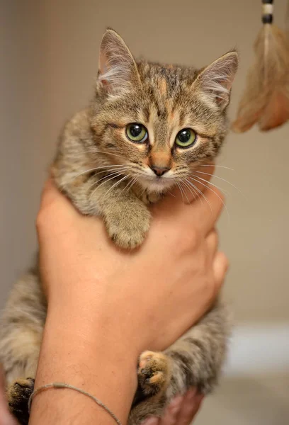 Cute Striped Brown Kitten Hands Close — Stock Photo, Image