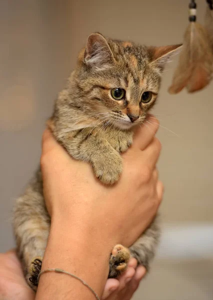 Bonito Listrado Marrom Gatinho Mãos Perto — Fotografia de Stock