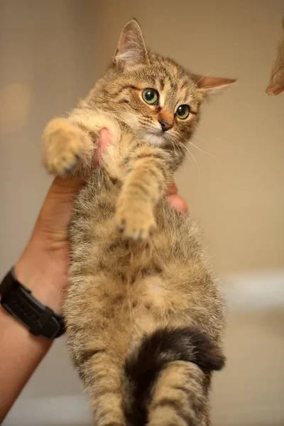 Schattig Gestreept Bruin Kitten Handen Close — Stockfoto