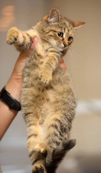 Lindo Rayas Marrón Gatito Manos Cerca — Foto de Stock