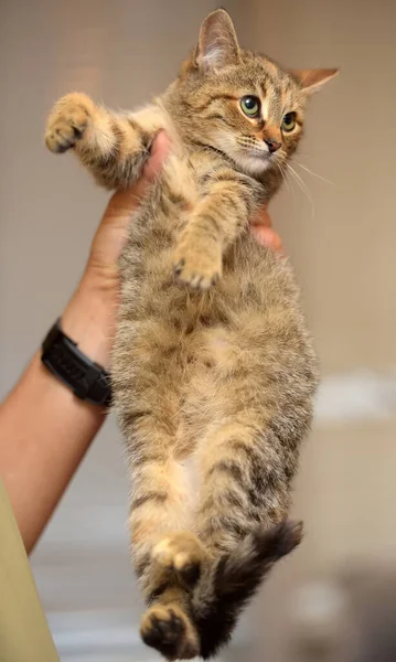 Lindo Rayas Marrón Gatito Manos Cerca — Foto de Stock