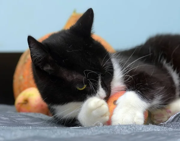 Elmalı Siyah Beyaz Kedi — Stok fotoğraf