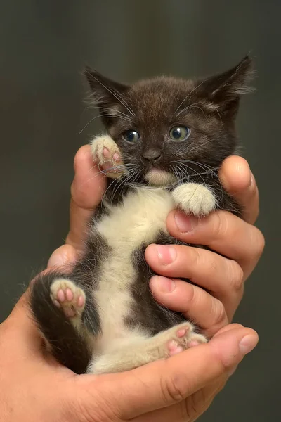 Schattig Klein Zwart Wit Pluizig Kitten Handen — Stockfoto