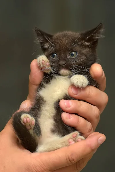 Mignon Petit Chaton Moelleux Noir Blanc Dans Les Mains — Photo