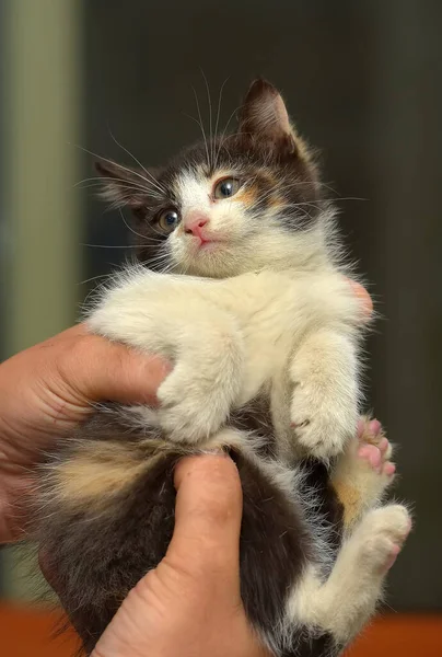 Cute Little Tricolor Fluffy Kitten Hands — Stock Photo, Image
