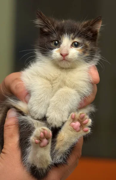 Lindo Poco Tricolor Esponjoso Gatito Manos —  Fotos de Stock