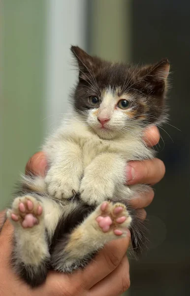 Niedliche Kleine Tricolor Flauschige Kätzchen Den Händen — Stockfoto