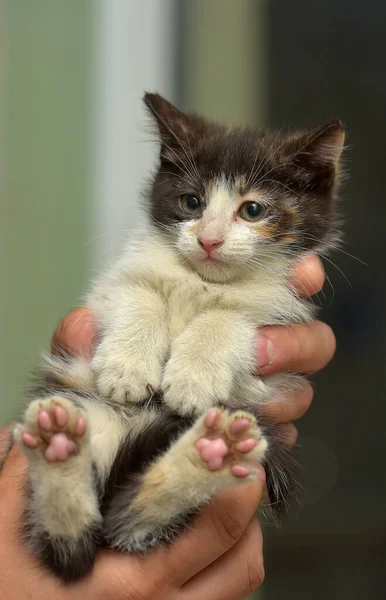 Bonito Pequeno Tricolor Fofo Gatinho Mãos — Fotografia de Stock